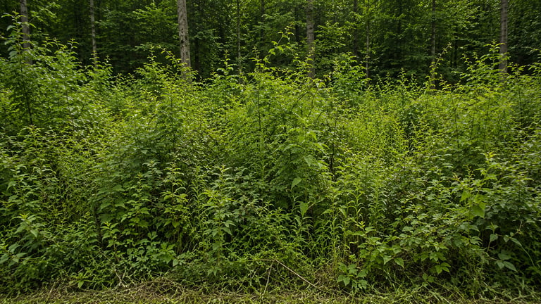 Dense green vegetation and overgrown plants with trees in background
